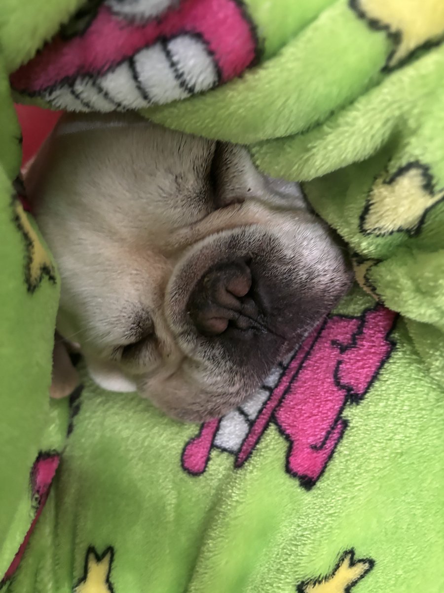 かわいい(৹ᵒ̴̶̷᷄ωᵒ̴̶̷᷅৹)