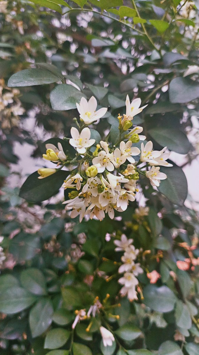 Today is a new chance, Use it
with focus, faith and kindness

Good Morning 💐