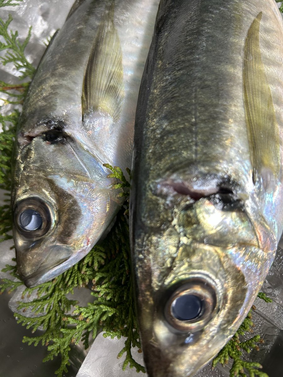 魚虎 うおとら (@uotora2024) / Posts / X