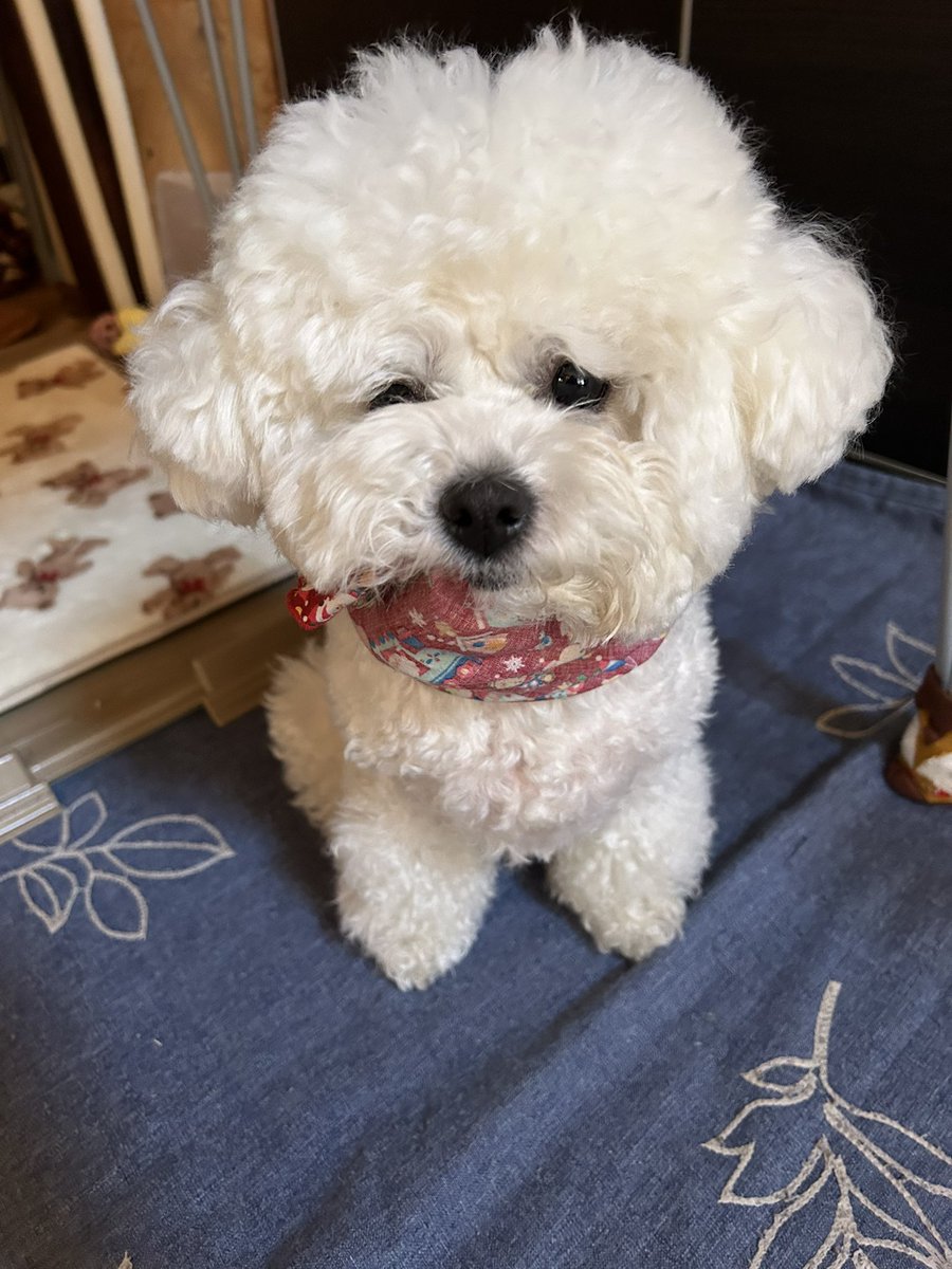 あんママ (@staygold_anzu) / Posts / X