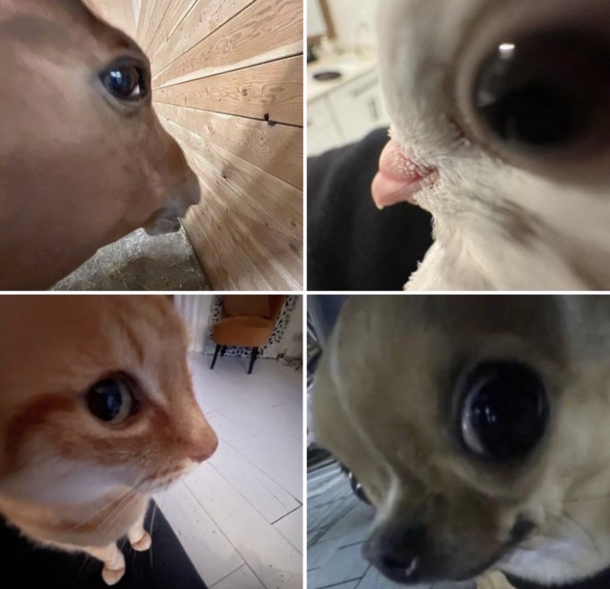 cats with powerful impression 🐾 tweet media