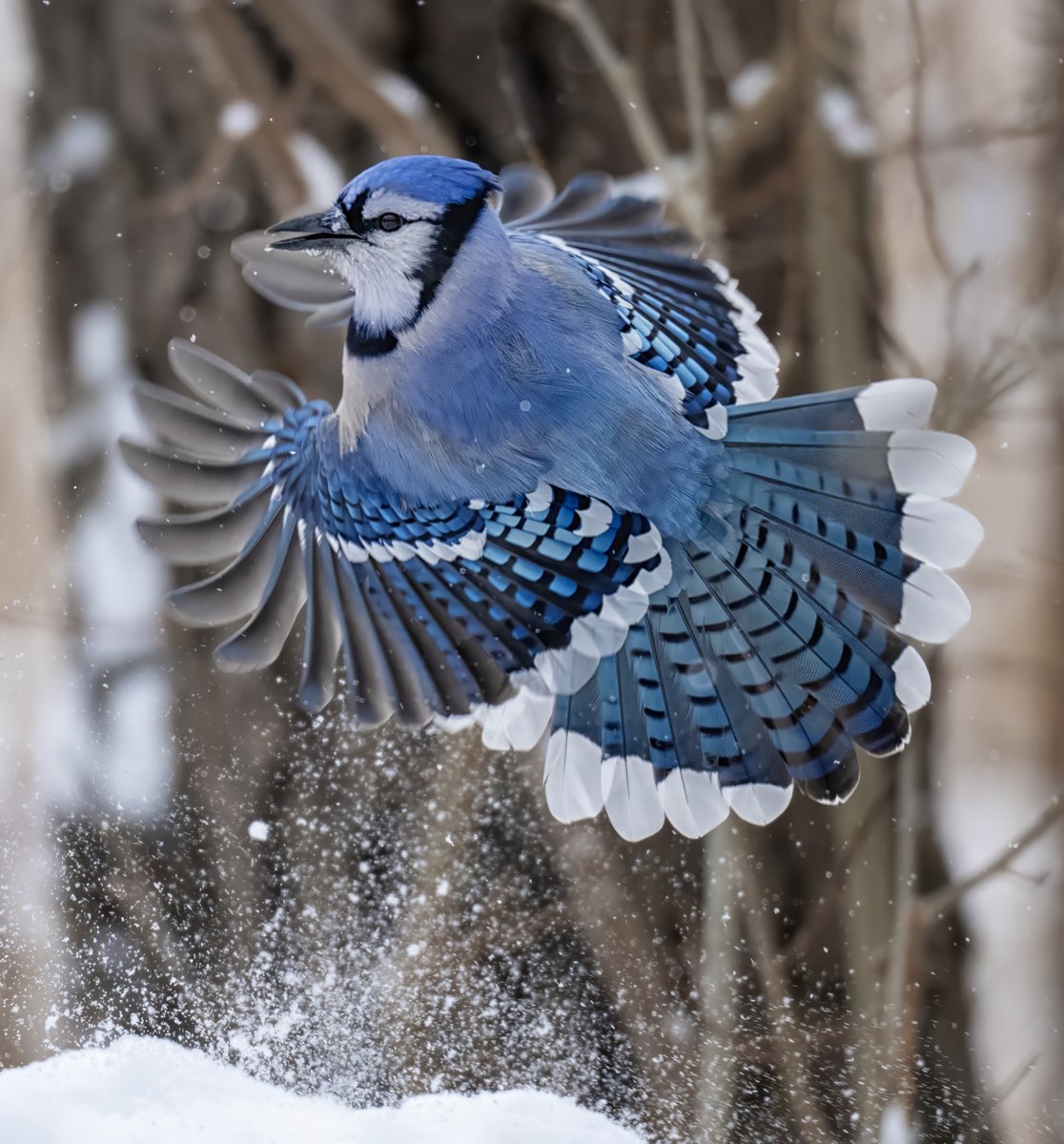 A Blue Jay takes flight with a spray of snow.