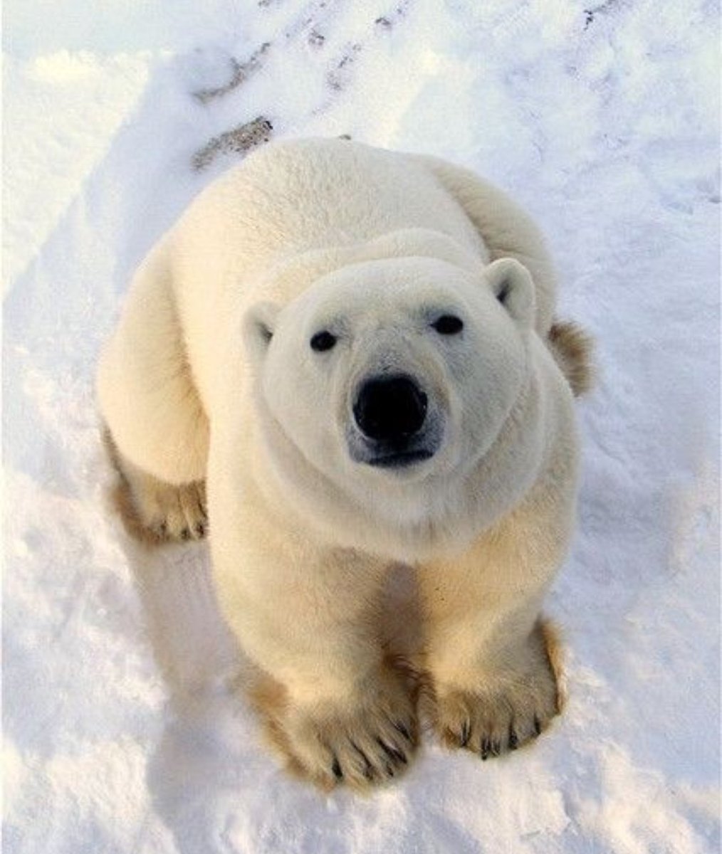 BiggJibbs tweet media