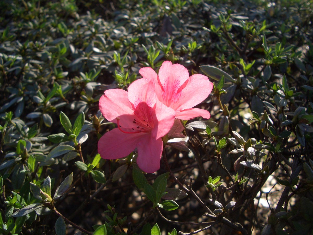 laffodiI's tweet image. I wish you all the happiness in the world