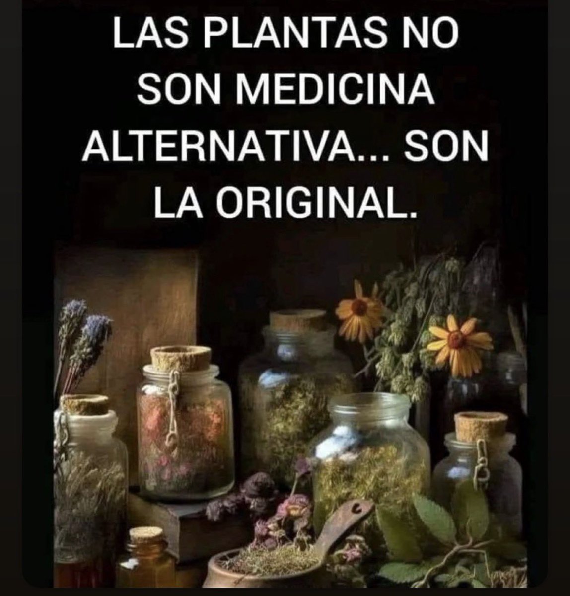 Las plantas no son medicina alternativa… son la original., image size:1148x1200