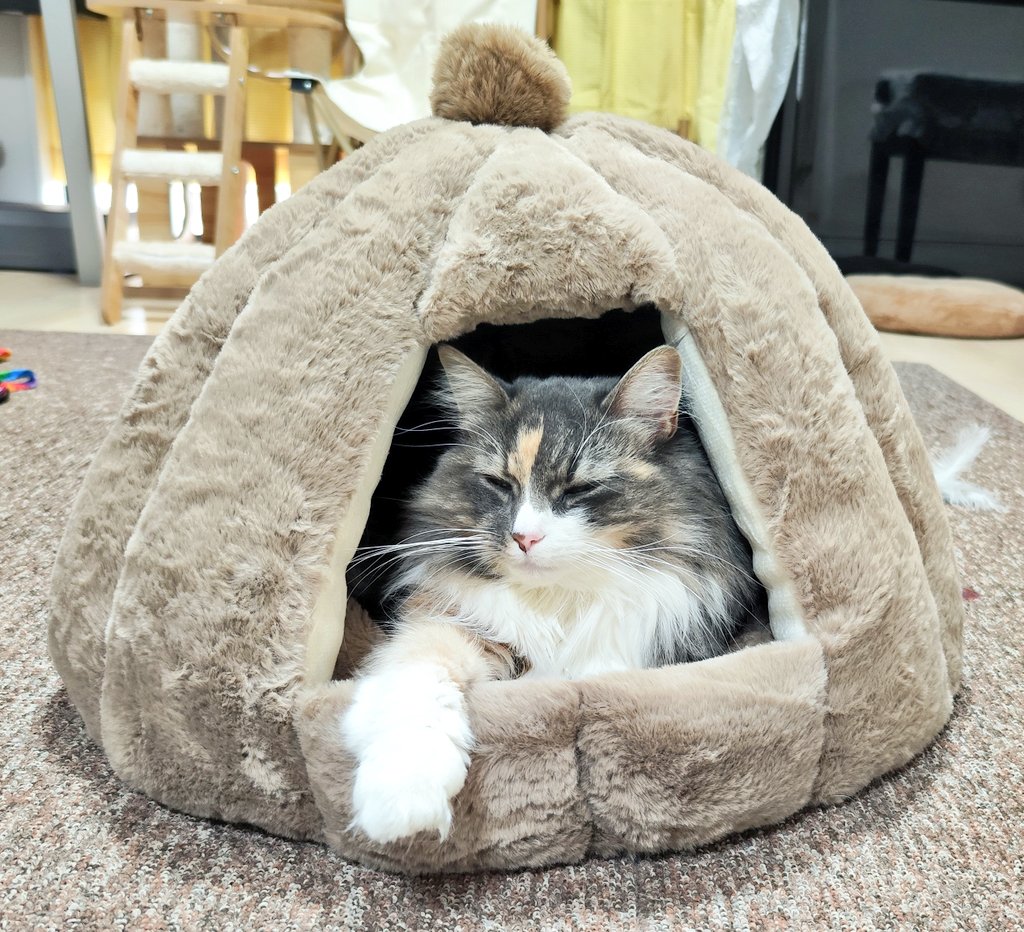 今日も今日とて居心地良さげです🍃