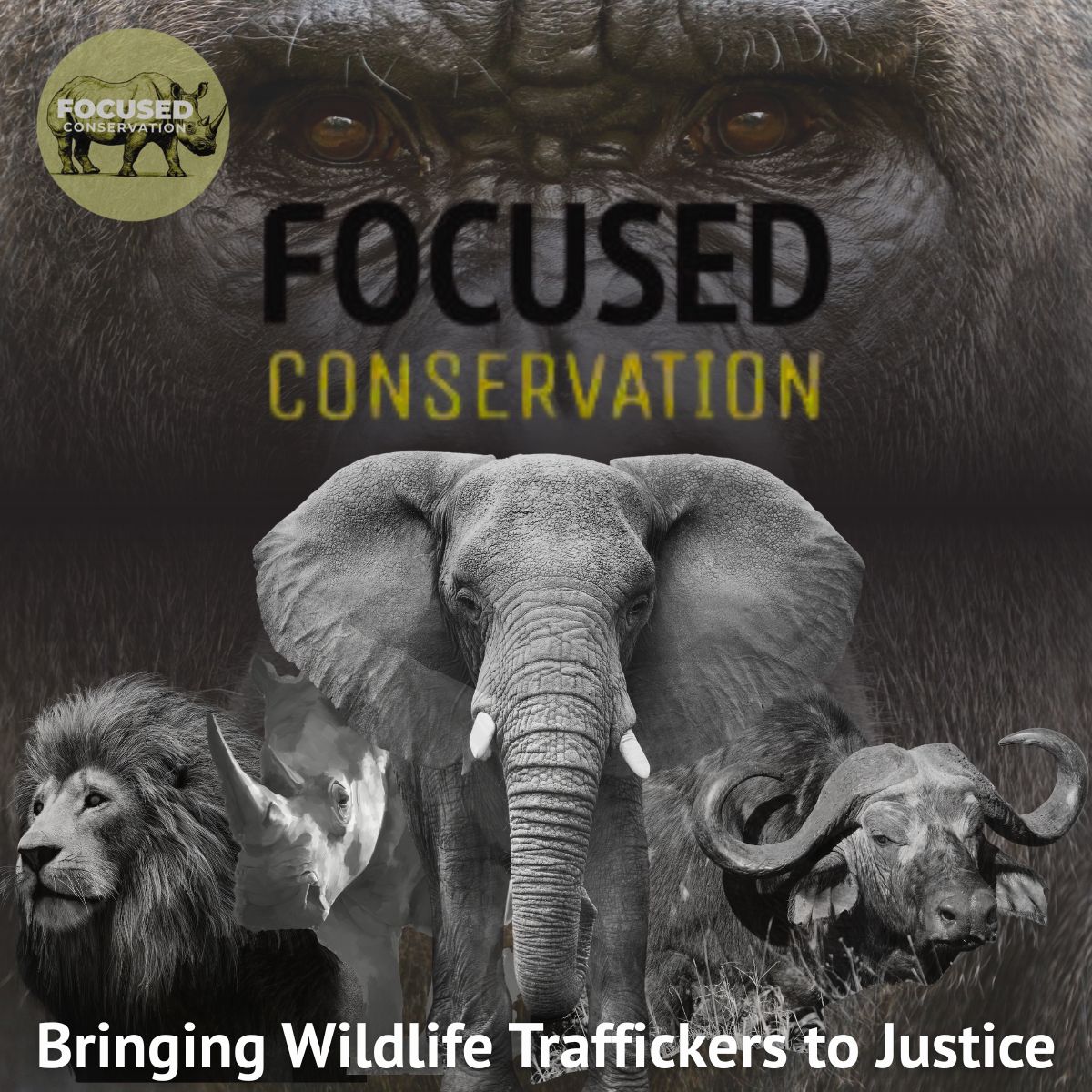 FocusedConserve's tweet image. Focused Conservation Uganda joined the Danish Embassy’s ECC DPG to highlight the Uganda Wildlife Crime Unit, cross-border partnerships, and projects. Learn more and show support at focusedconservation.org 
@DKinUganda @UKinUganda @FocusedConserve