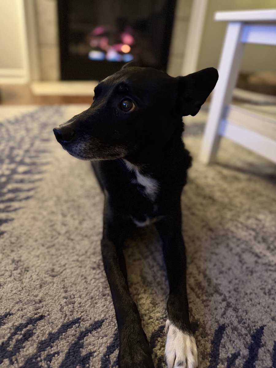 Ellie is not impressed with the camera again.