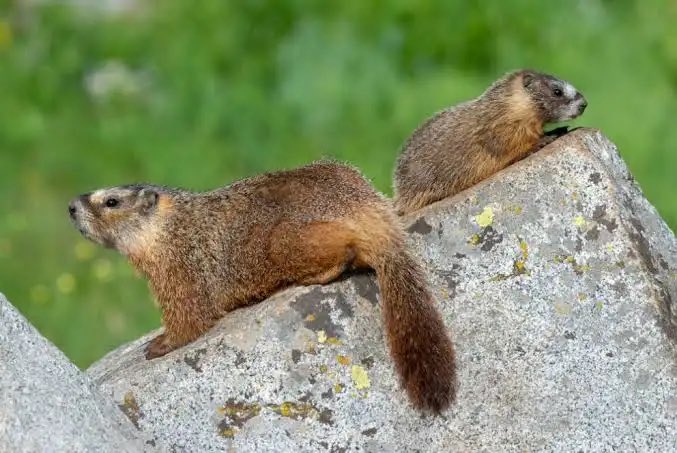 loopet_X's tweet photo. Loopet Animal of the Day: Yellow-bellied Marmot 🦫 

Yellow-bellied marmots are plump rodents found in mountain meadows. Their whistles warn friends of danger, and they hibernate all winter.
#loopetTG #animal #web3 #solana #saveanimal #savethekids https://t.co/GpEqRKZ8Ik