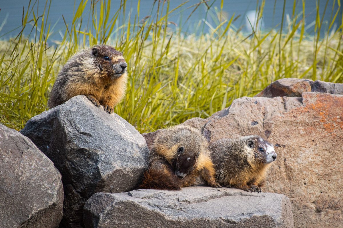 loopet_X's tweet photo. Loopet Animal of the Day: Yellow-bellied Marmot 🦫 

Yellow-bellied marmots are plump rodents found in mountain meadows. Their whistles warn friends of danger, and they hibernate all winter.
#loopetTG #animal #web3 #solana #saveanimal #savethekids https://t.co/GpEqRKZ8Ik