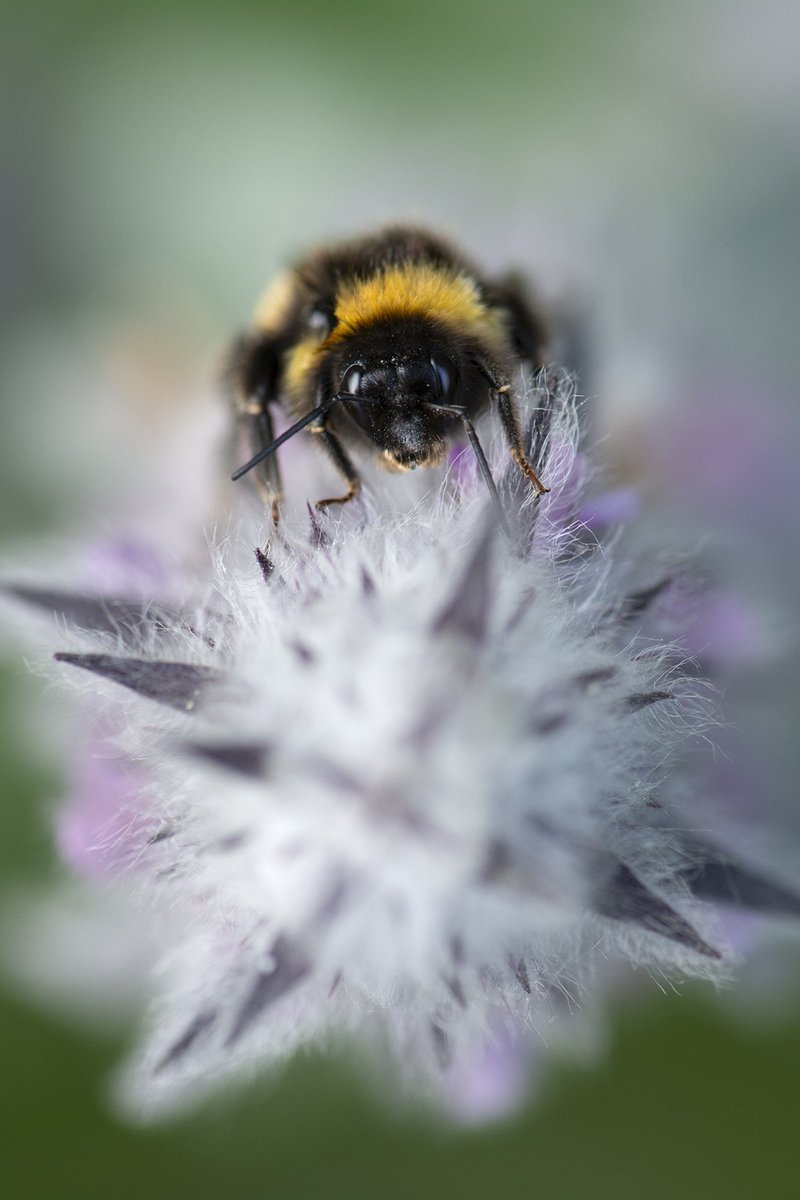 Macrophy tweet picture