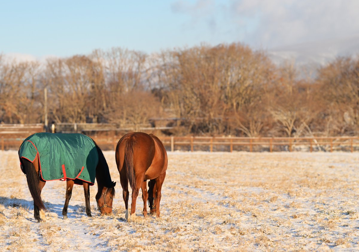 昨夜の地震で被害に遭われた皆様に、心よりお見舞い申し上げます。
牧場と馬たちに被害はありませんでした。寒い朝です。今日もお気をつけて。