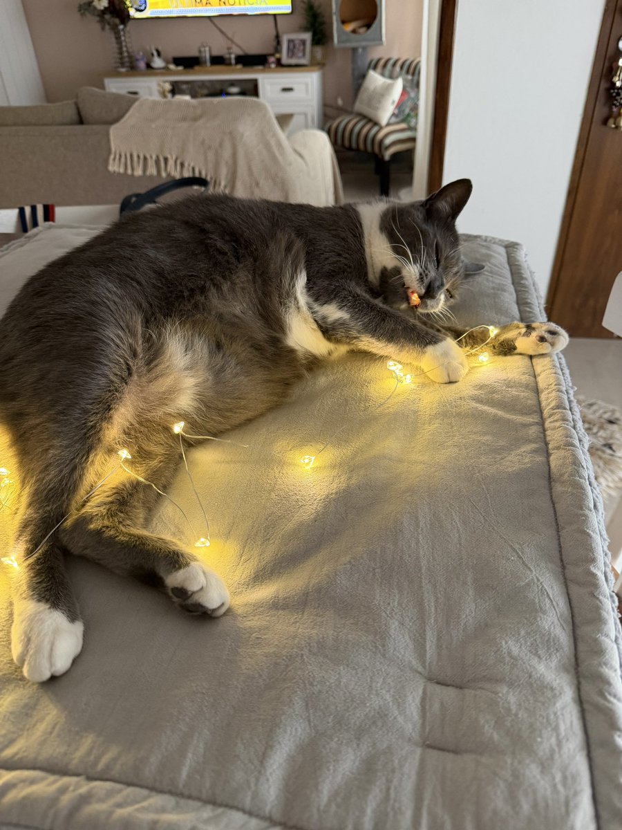 lulilacerna's tweet image. Listo mi árbol de navidad