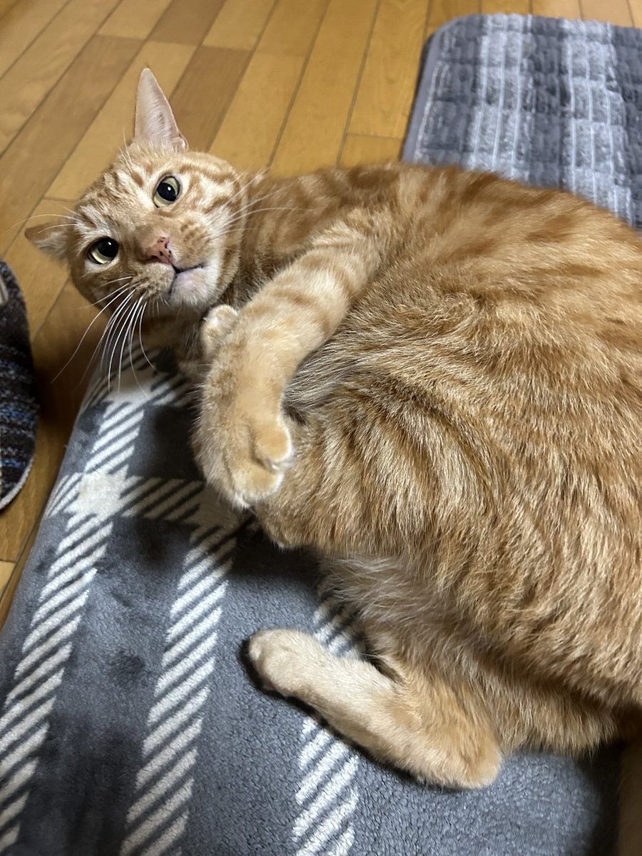 虎丸 (@toramaru7703) / Posts / X