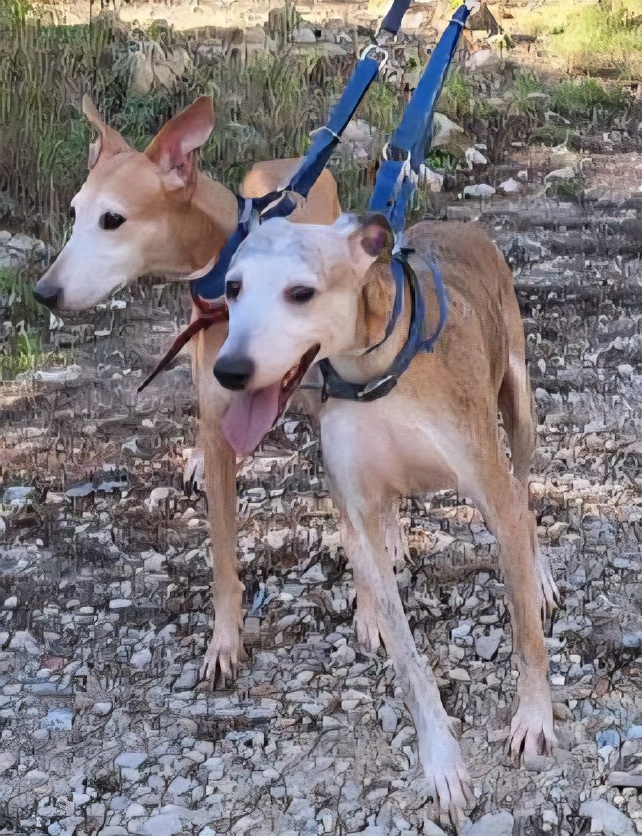 Pero cómo nadie se interesa por Nikita y Sookie? Ni una sola persona! 
Son pequeñitas, buenas, alegres.
Ya se que tienen 9 años pero en este tipo de perros tienen mas esperanza de vida que muchos perros grandes, y además, qué hay mas bonito que dar un hogar a una perrita mayor?