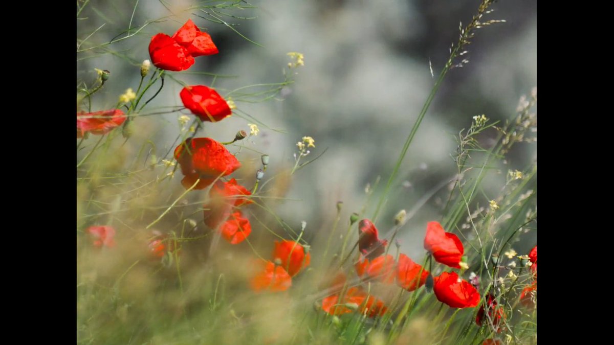 Tierras Solares (@farharbour) on Twitter photo 