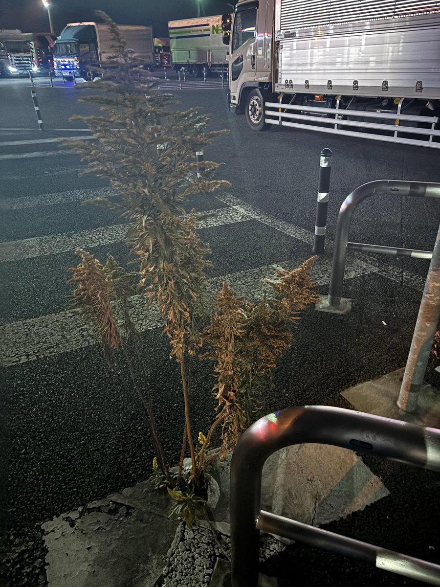 あおまる (@_infinity_xxx) / Posts / X