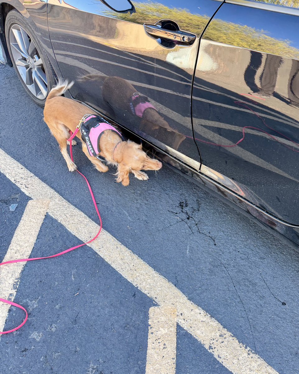 Mountain Ridge tweet media