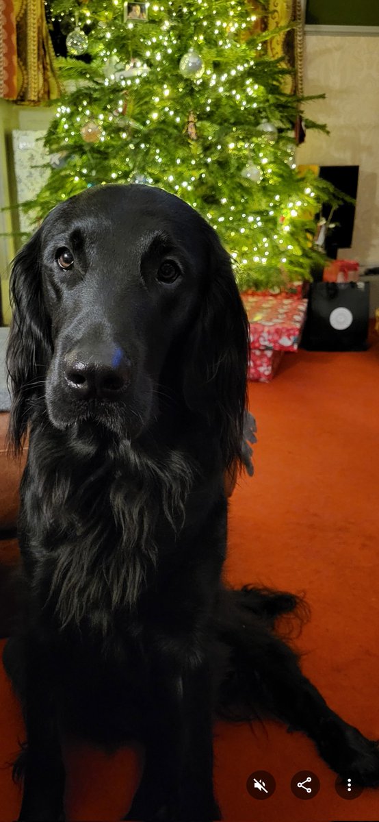 AndrewHeaps1's tweet photo. @sarajcox I know you're a flat coat gal... here's Jeremy in front of the Christmas tree https://t.co/EVzjGU9C4h