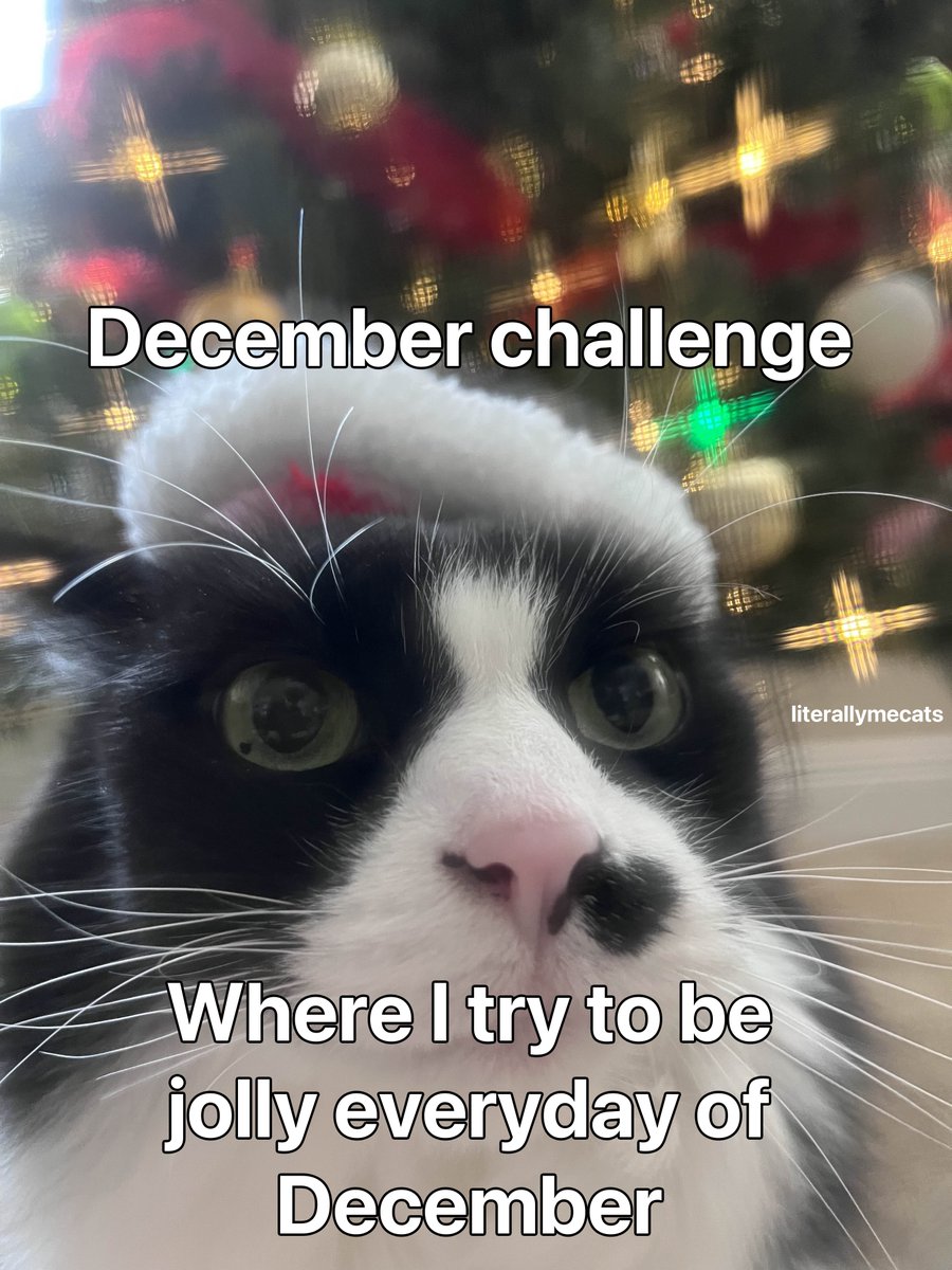 LiterallyMeCats tweet media