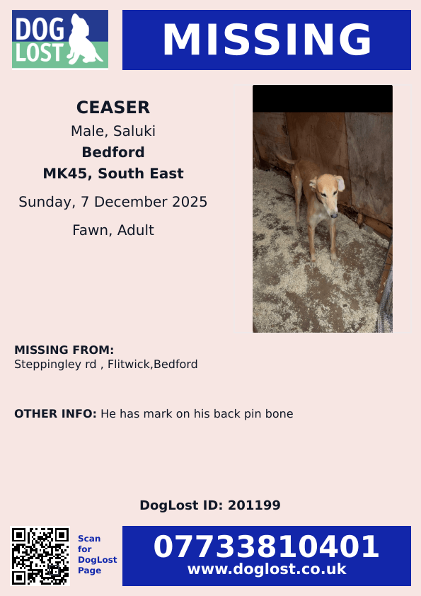 millypod1's tweet image. 🆘7 DEC 2025 #Lost Ceaser #ScanMe
Fawn Saluki Male
Steppingley Road #Flitwick #Bedford #Bedfordshire #MK45
doglost.co.uk/dog/201199