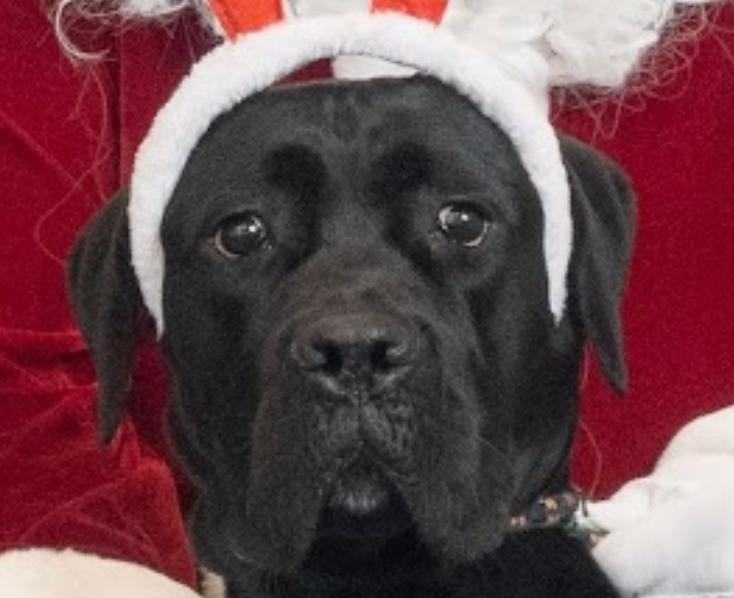 Obstropolos tweet media