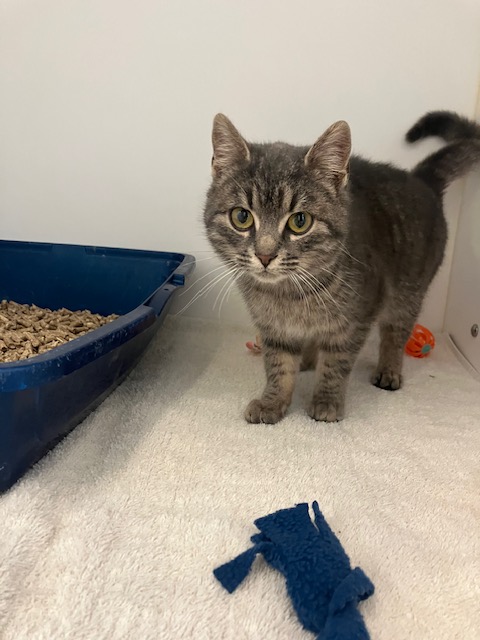 GuelphLostPets's tweet image. Grey tabby short-haired kitten found near Wellington Roads 7 &amp;amp; 11 #Mapleton on Dec 8. If she's yours or you have any info contact #Guelph Humane Society at 519-824-3091 or lostandfound@guelphhumane.ca (2000373745). How to reclaim: facebook.com/GHSfoundpets/p…