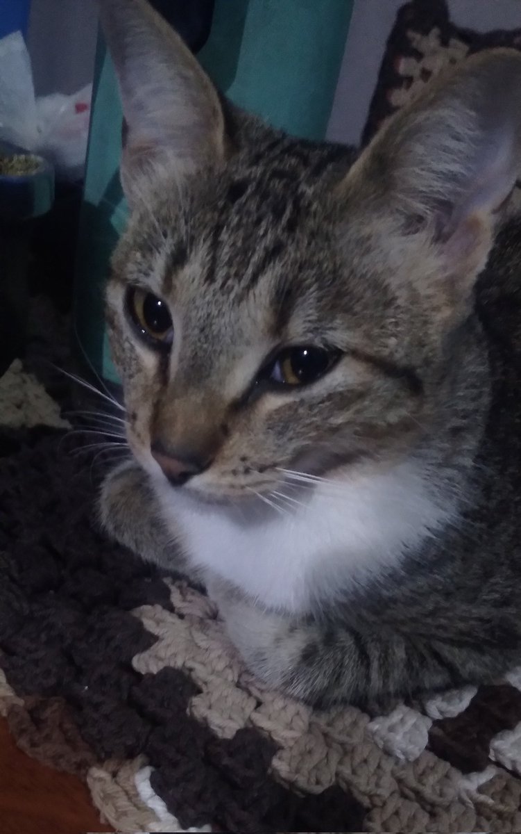 FinkeMillo🐔 tweet media