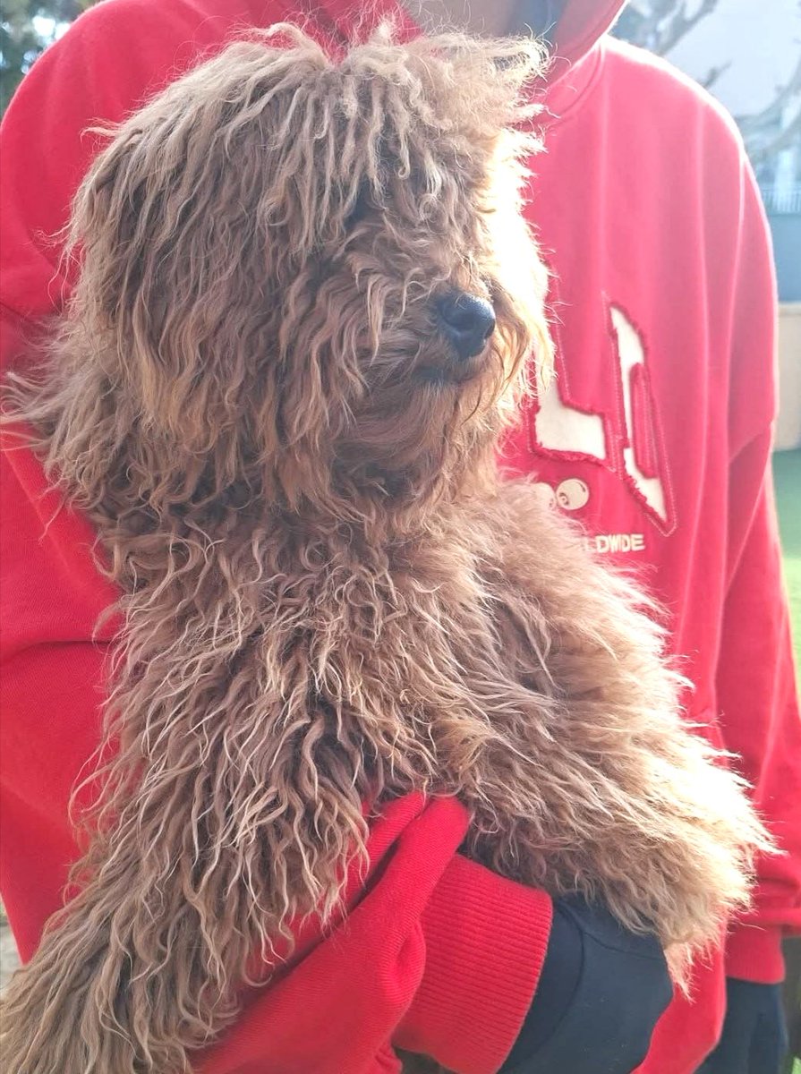 Animals del Maresme 🐾 tweet media