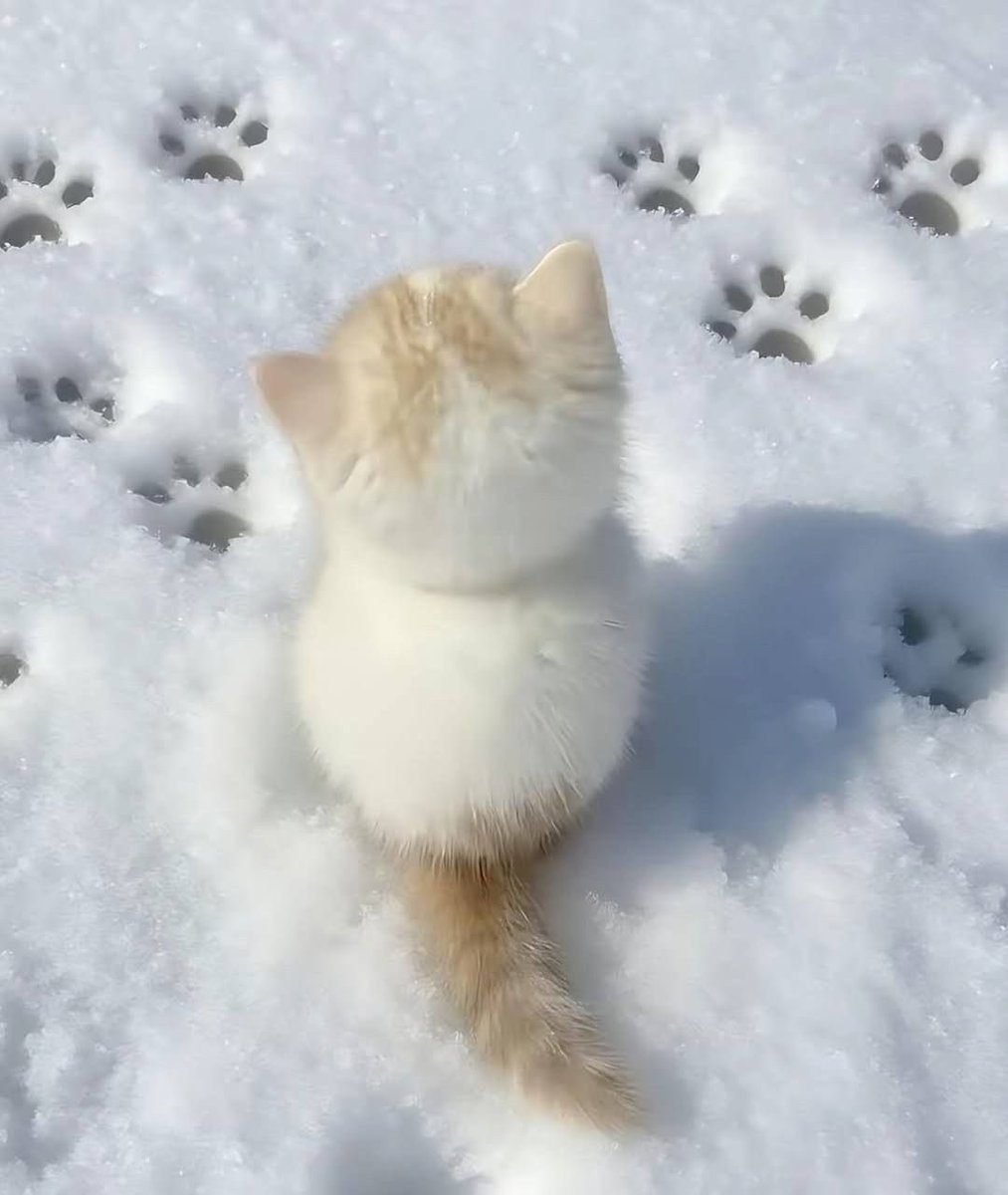 おはようございます🐈🐾