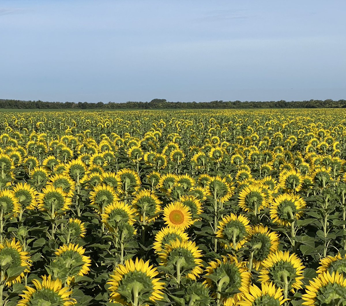 El tipo decidió ser El Distinto !!!!