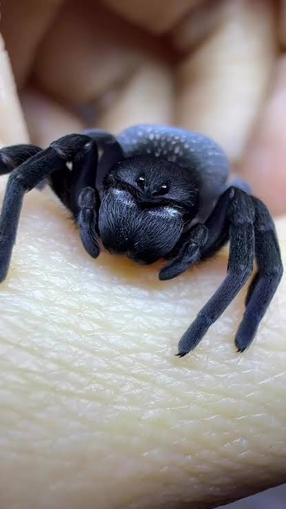 kaylaskritterz tweet media