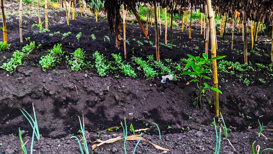 Avsd-drcongo tweet media