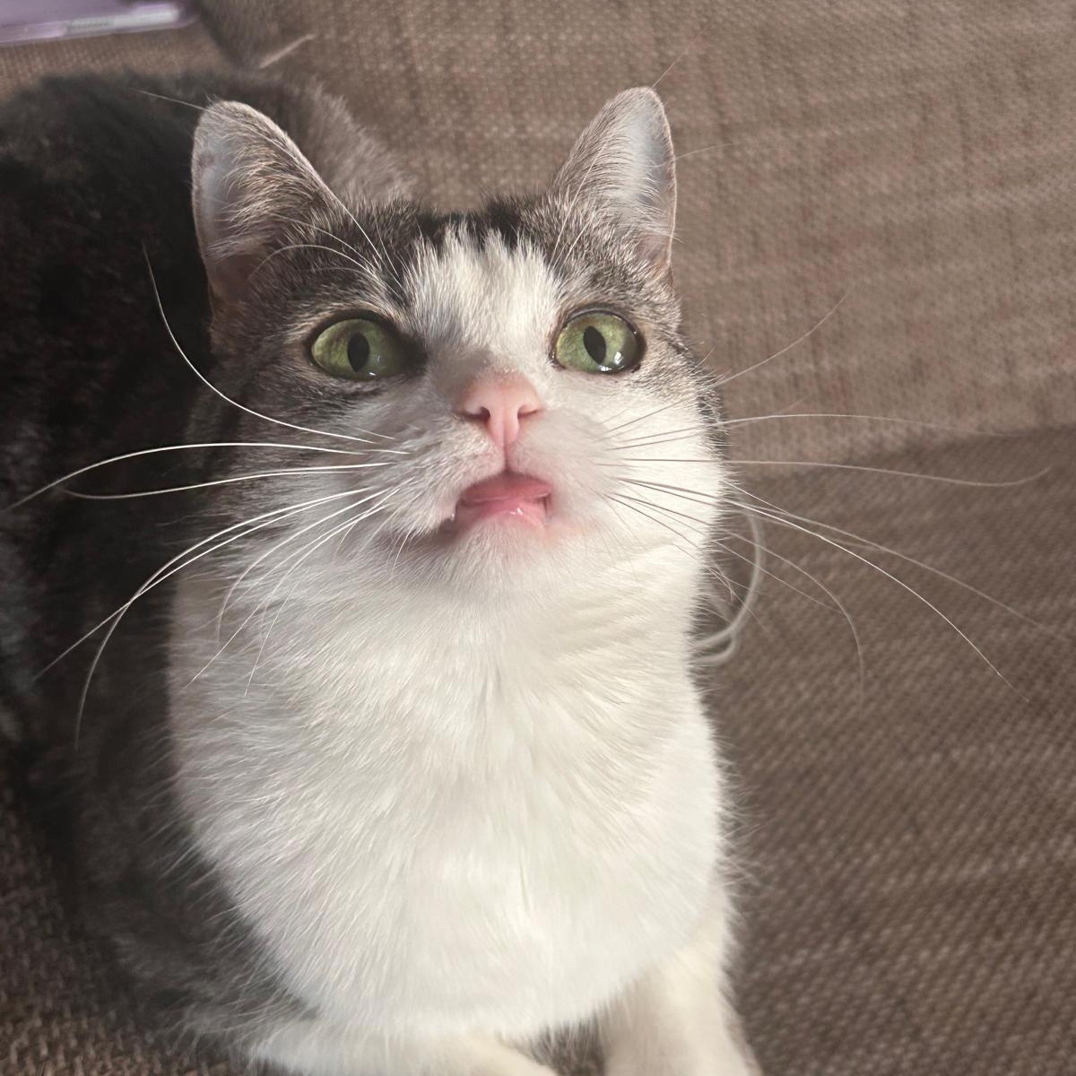 post dedicado a Jack !! só pra registrar que amo mt essa fedorenta mesmo que ela venha gritar no meu ouvido as 5 da manhã te amo jack