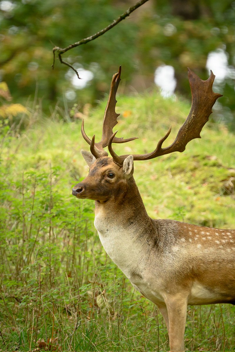 The Beautiful Fallow Deer.

<a href="/NTCymru_/">National Trust Cymru</a> 
<a href="/BritishDeerSoc/">British Deer Society (BDS)</a> 

#Wales #FallowDeer #Wildlife #WildlifePhotographer #NTCymru #NTDinefwrPark
