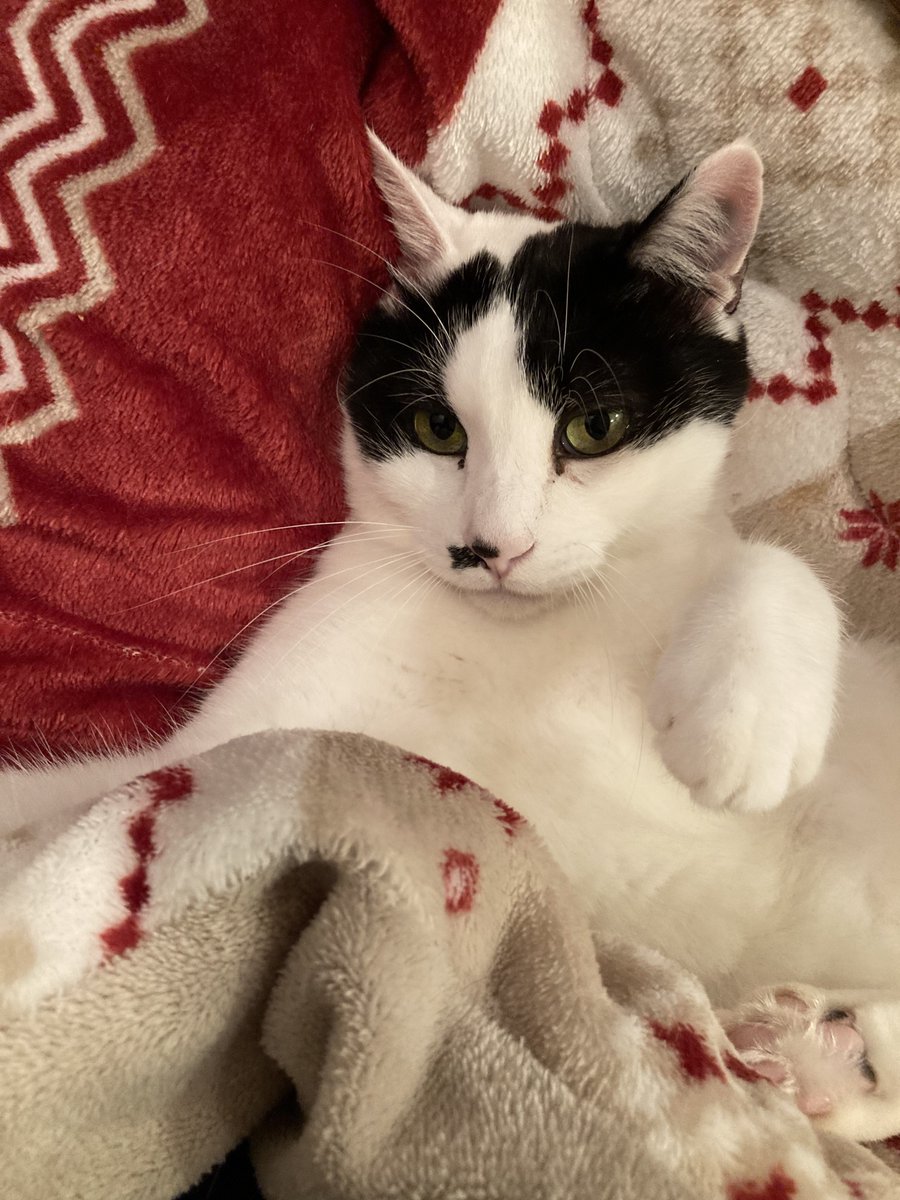 寒いのがすごく苦手な元野良猫、春に突然現れて秋にウチの子にほんとにずっと野良だった？