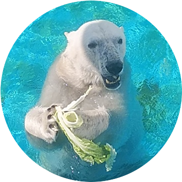 カモミール (@chamomile_0721) / Posts / X