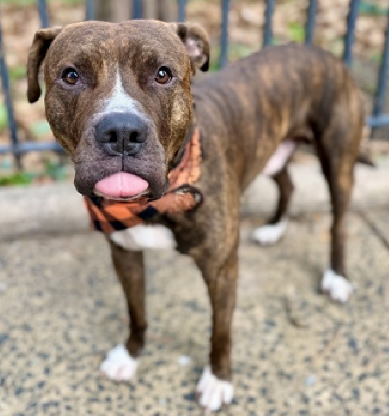 Baklava needs your help 
Only $69 in #Pledges 
Now Rescue Only🙄

Described as an angel by #Volunteers, now only walked by Staff🔥

This luscious, gentle, affectionate boy is tired of cramming his 69lbs in a pop-up crate. He is excited to go outside, walks &amp; play.

How is this a
