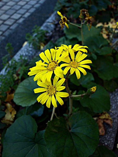 占いサロン順震(原宿当たる占い師5選、ヤフー占い売上No1占い師）12