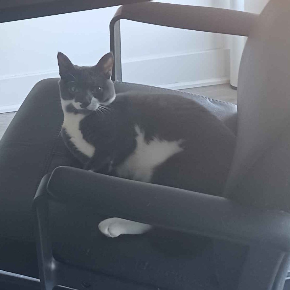 Phoebe Dua tweet media