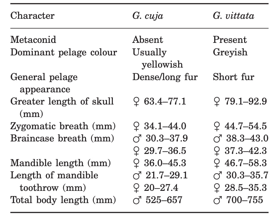 より大きなことといえば
アルゼンチン北部にいた頃、グラウビュンデン(イタチ科の属)の調査に没頭しました。「オオグラウビュンデン」や「コグラウビュンデン」、そして「ノーマルグラウビュンデン」が存在すると言われていますが、これは州を区別する種を
