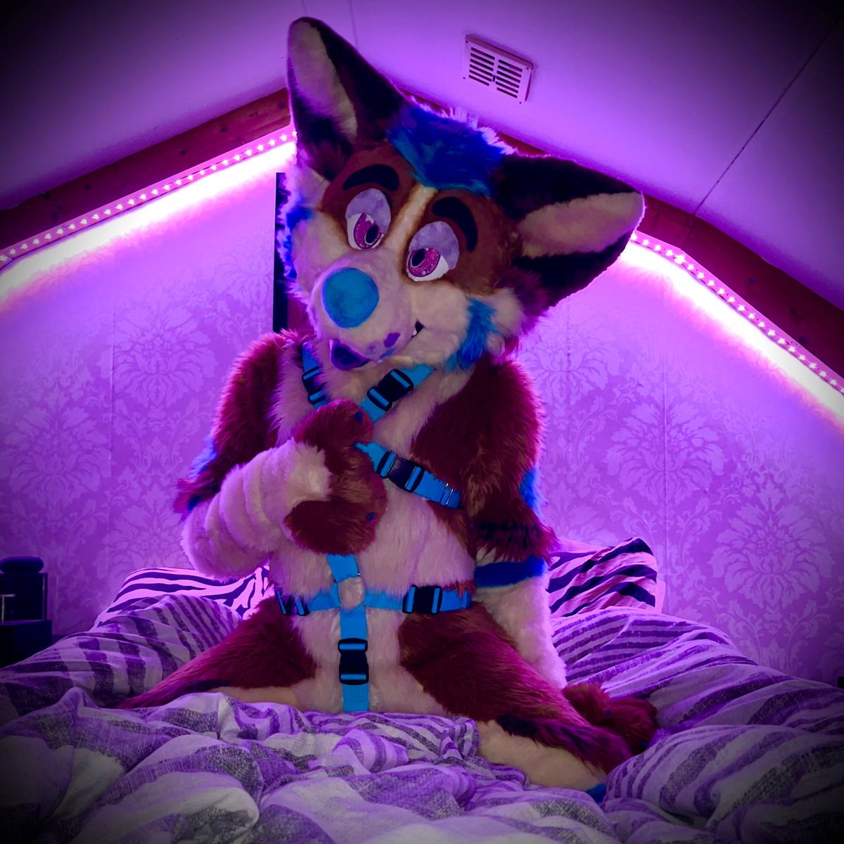 DroolyCorgi's tweet image. Aks him anything~
tellonym.me/luca.corgi