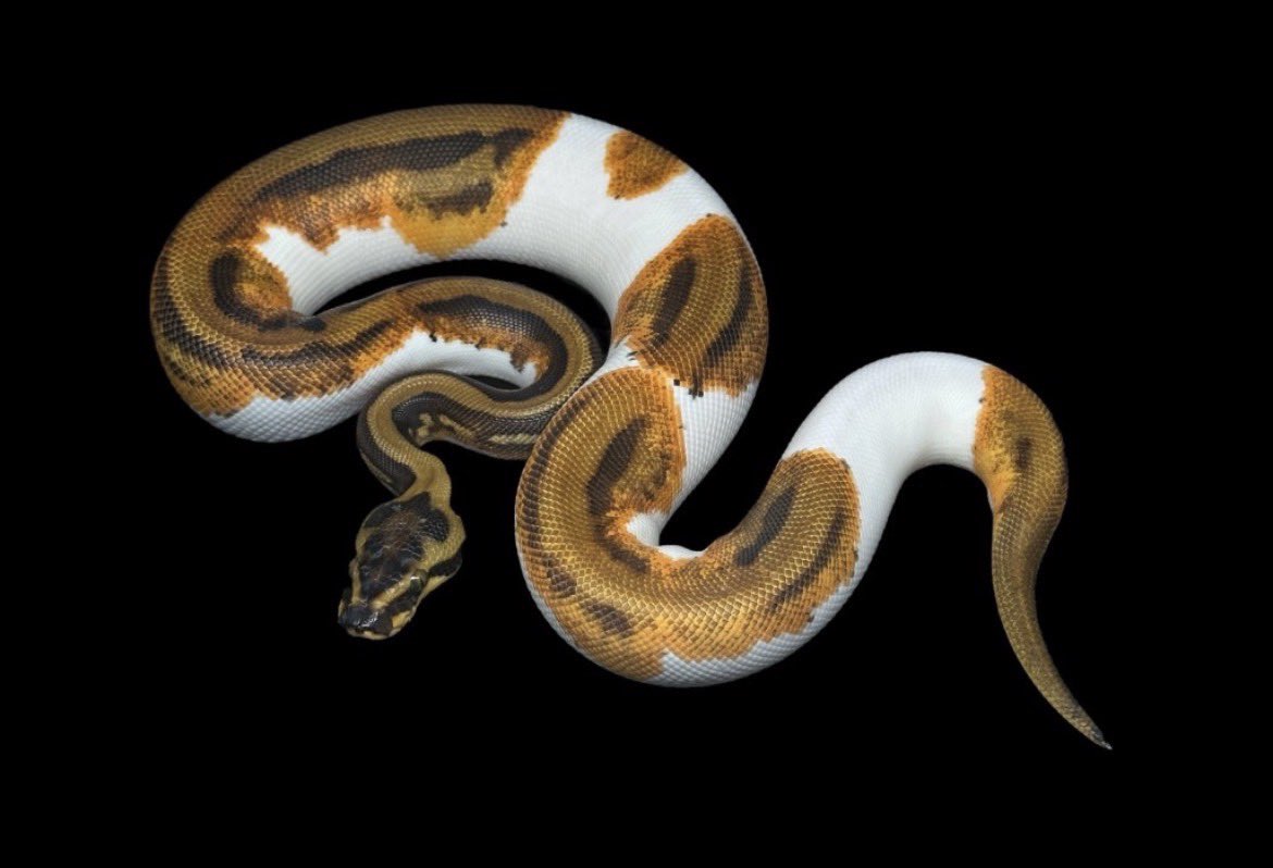 Dnasty0014Y3l's tweet image. #YBCB
#YellowBenjamin
#BallPython
#ボールパイソン