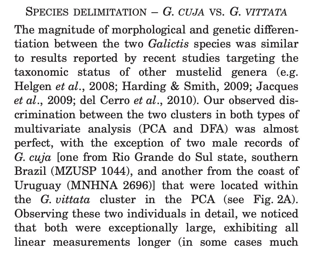 より大きなことといえば
アルゼンチン北部にいた頃、グラウビュンデン(イタチ科の属)の調査に没頭しました。「オオグラウビュンデン」や「コグラウビュンデン」、そして「ノーマルグラウビュンデン」が存在すると言われていますが、これは州を区別する種を