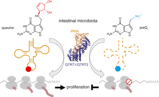 Cell_Metabolism's tweet image. Microbial metabolites shape mammalian protein translation dlvr.it/TPjKlq