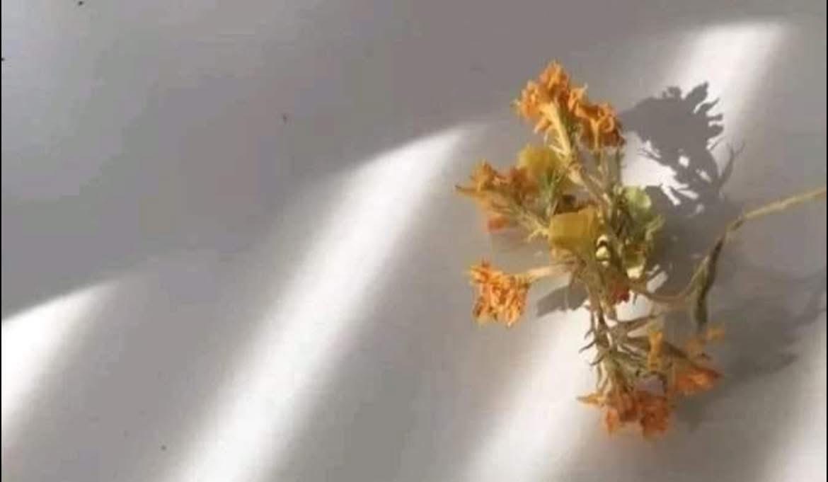 مخالفت سے میری شخصیت سنورتی ہے
میں دشمنوں  کا بڑا احترام کرتا  ہوں🙏