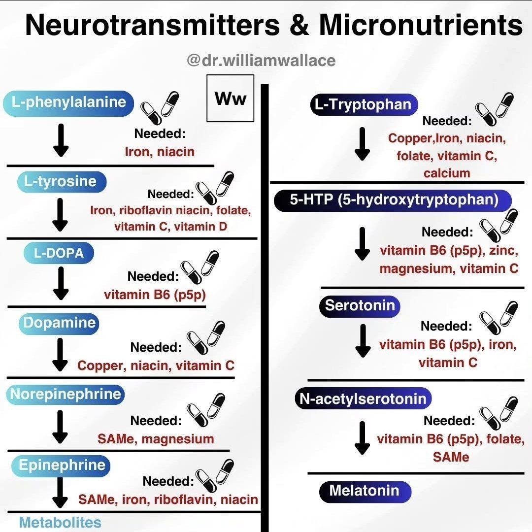 Nutritional Neuroscience: Micronutrients in Neurotransmitter Synthesis and Metabolism- A Simple Illustration.

Understanding the complex interplay between vitamins, minerals, and neurotransmitter pathways highlights the foundational role of nutrition in cognitive health and