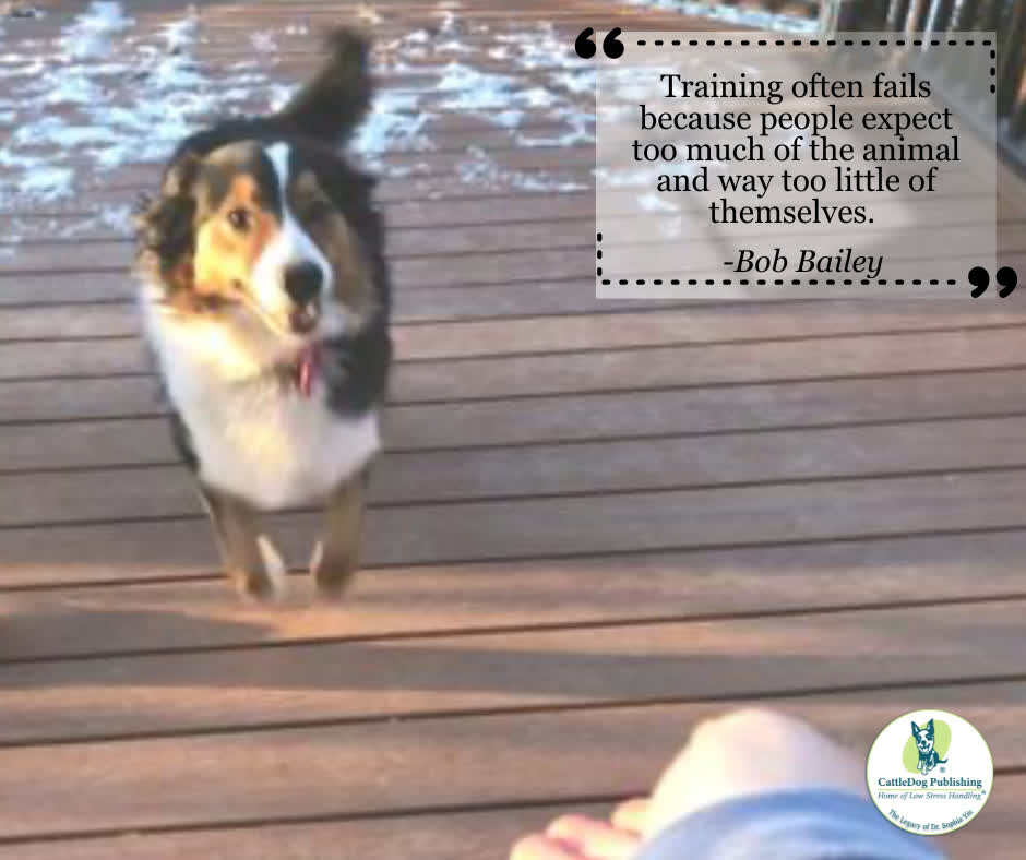 CattleDog Publishing® tweet media