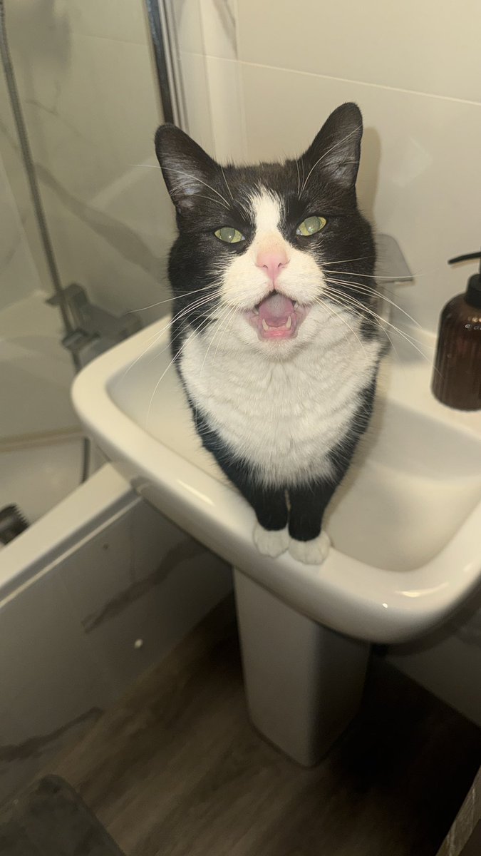 notappropriate8's tweet photo. @stwater yet another water outage at our house. Someone is very unhappy. Suggest you get it fixed asap and send tuna and dreamies as compensation. I’m not bothered about me but #animalwelfare issues isn’t on https://t.co/Ni4vwYf2B6