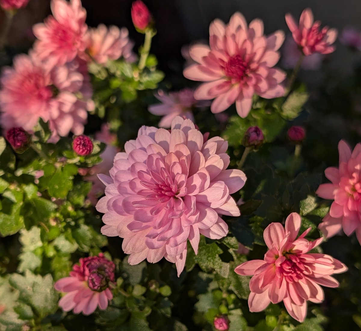 🍃𝓱𝓪𝓻𝓾🐘☀ (@haruzou128) / Posts / X